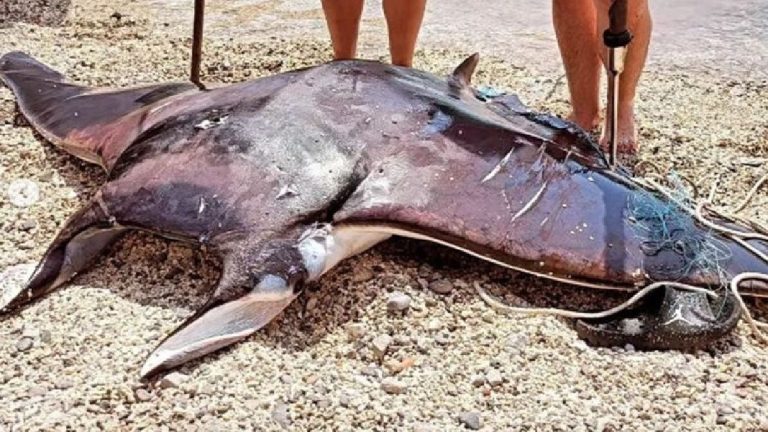 Neobičan prizor u Škotskoj: pronađeni ostaci jedne od najvećih hobotnica na svijetu