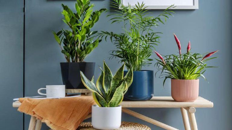 Najbolje biljke za borbu protiv vlage u domu tokom zime